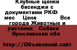 Клубные щенки басенджи с документами РКФ - 2,5 мес. › Цена ­ 20 000 - Все города Животные и растения » Собаки   . Ярославская обл.